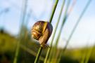 Snail